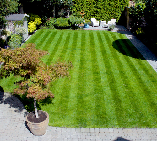 Hayter_harrier_41_377_60v_lifestyle_lawn