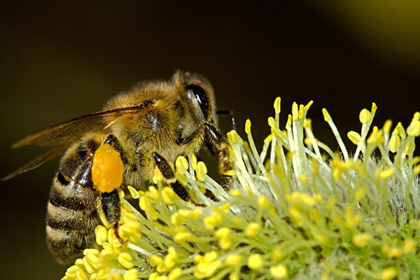 bees-18192_1920