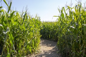 corn_maze-300x200-1