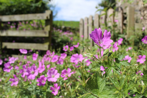 english-garden-2503437_1920
