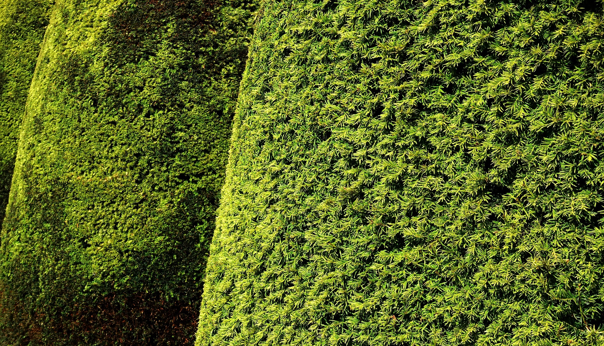 hedge-2692944_1920