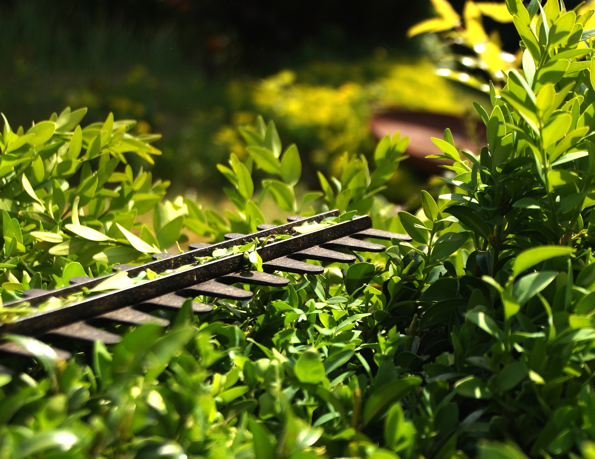 hedge-3393849_1920-1024x790