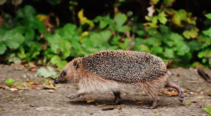 hedgehog-1644129_1920