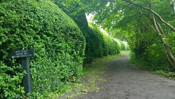 privacy_hedge