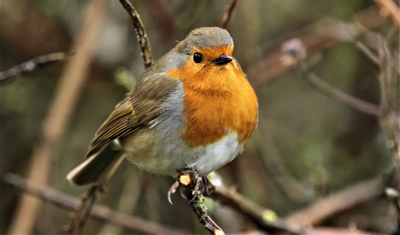 robin-4854635_1920