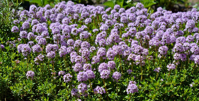 thyme-5141396_1920