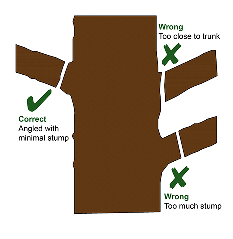 tree-pruning