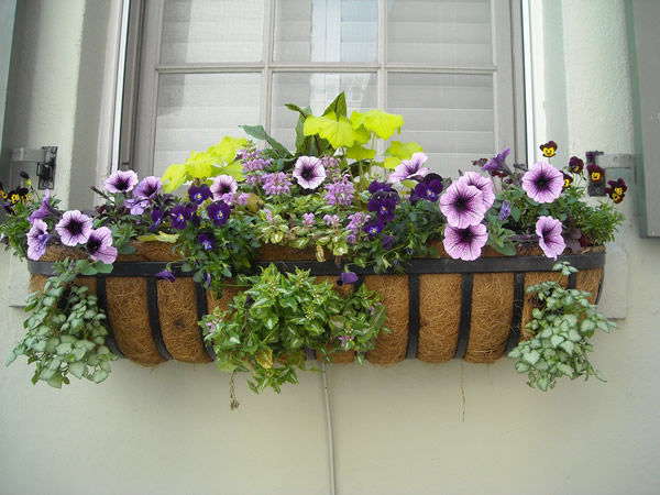 window-box-891985_1920